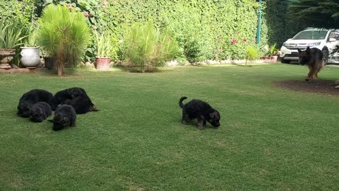German shepherd puppies