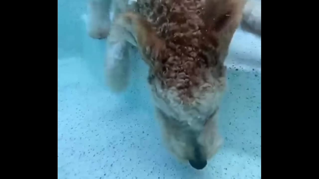 The way he tries to carry the ball!!