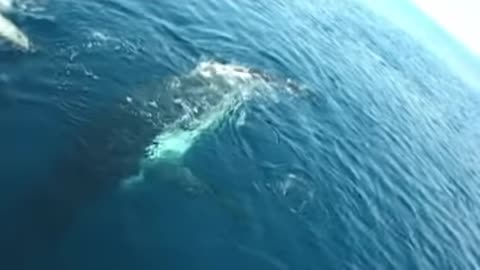 Serene TV : Whale Song