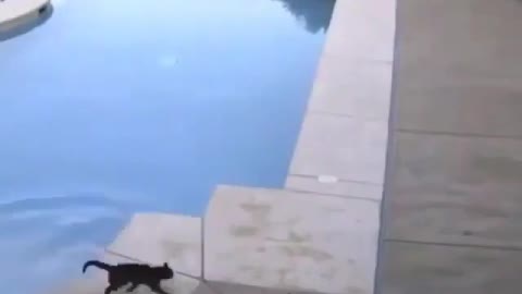 funnyanimals video A true friend will always help 😂😹 Feline friendship is so much 👍
