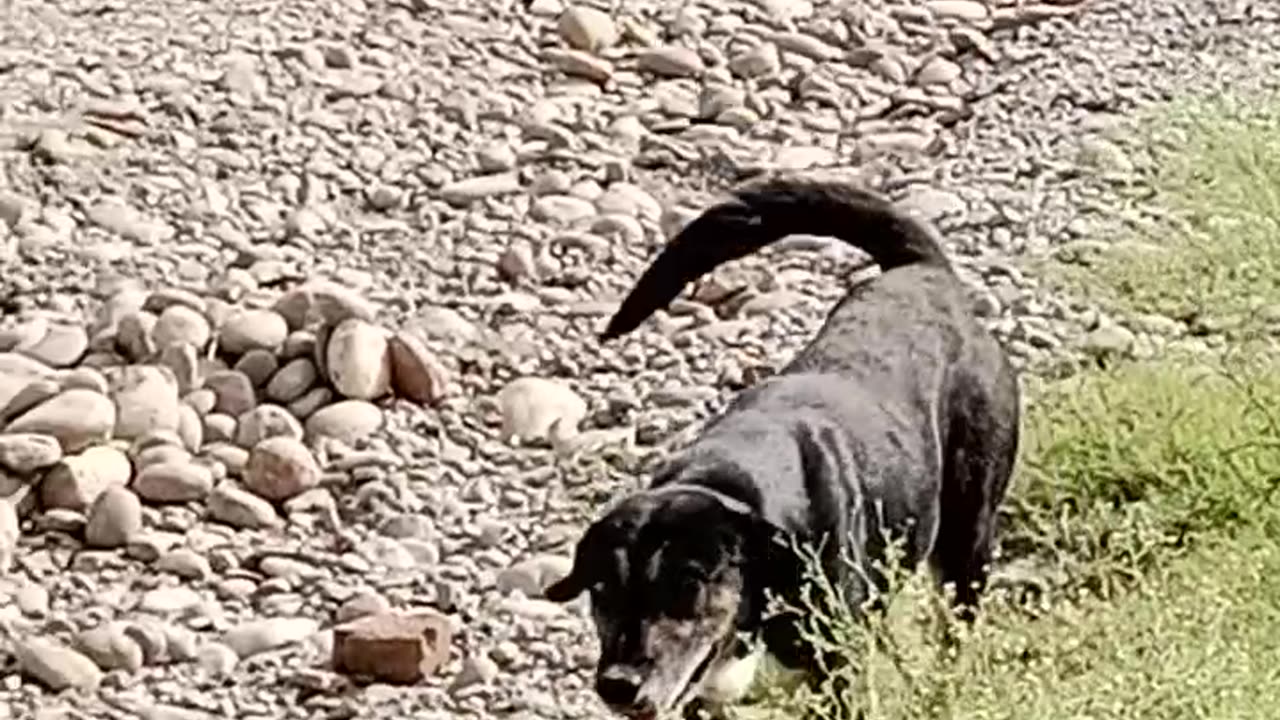 Beautiful Dog Playing