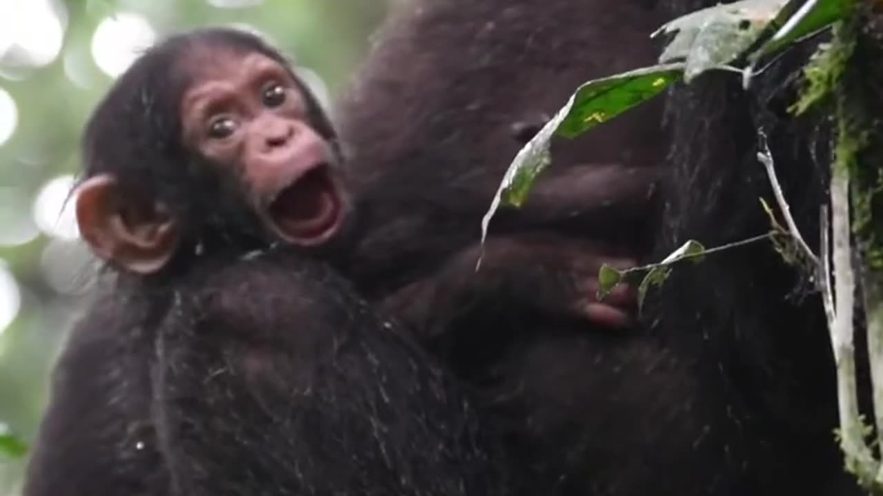 A young chimps yawns while mom feeds