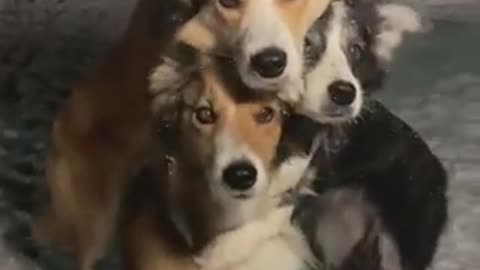Sweetest trio 😍