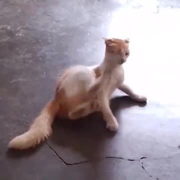 Cat is fighting his own fight in a cute way.
