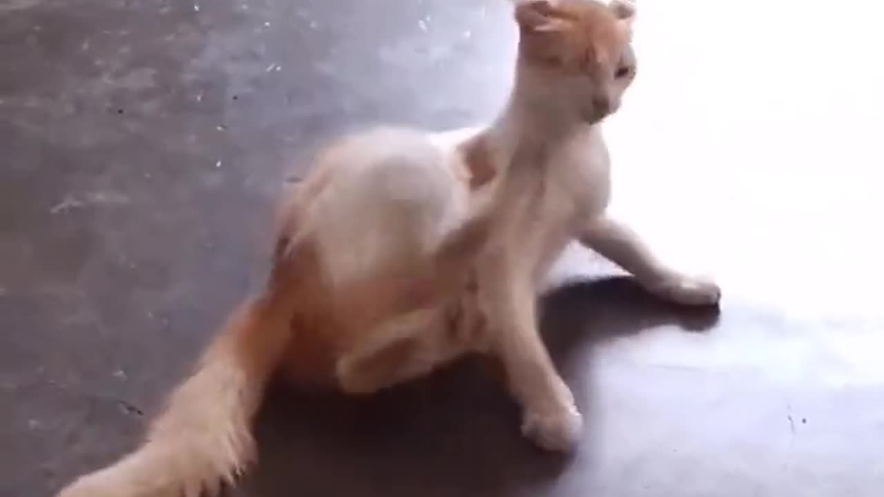 Cat is fighting his own fight in a cute way.