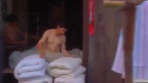 kung fu funny clip