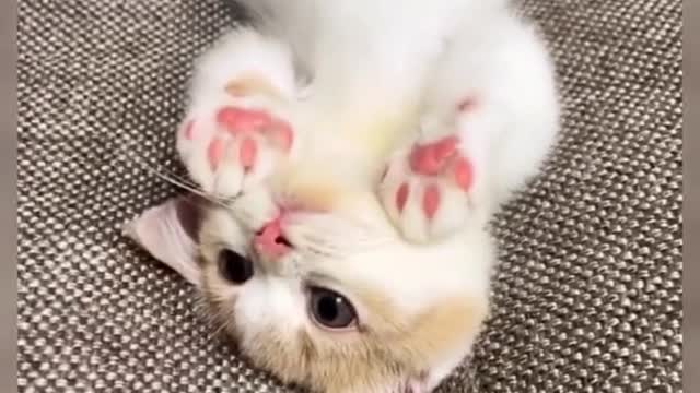 Cute#pet#cat#fyp#foryou#cute