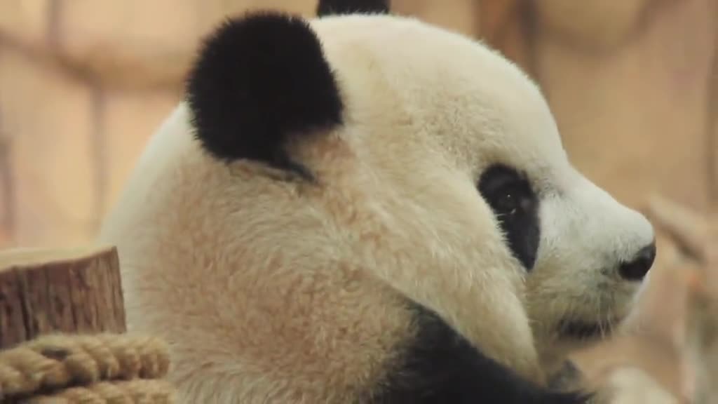 The most beautiful big cute panda in the world
