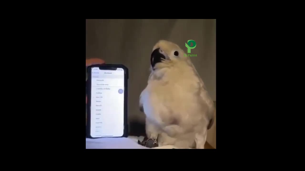 Naughty parrot