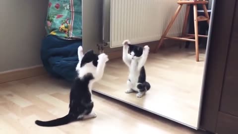 Cat funny video 😂