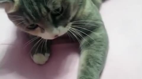 A cat who likes to give high fives. So funny