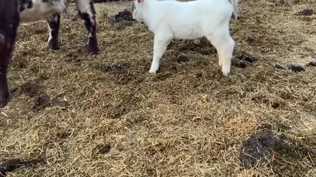 Big girl is happy to be born #kansas #farmlife #ranchlife #cows #showcattle