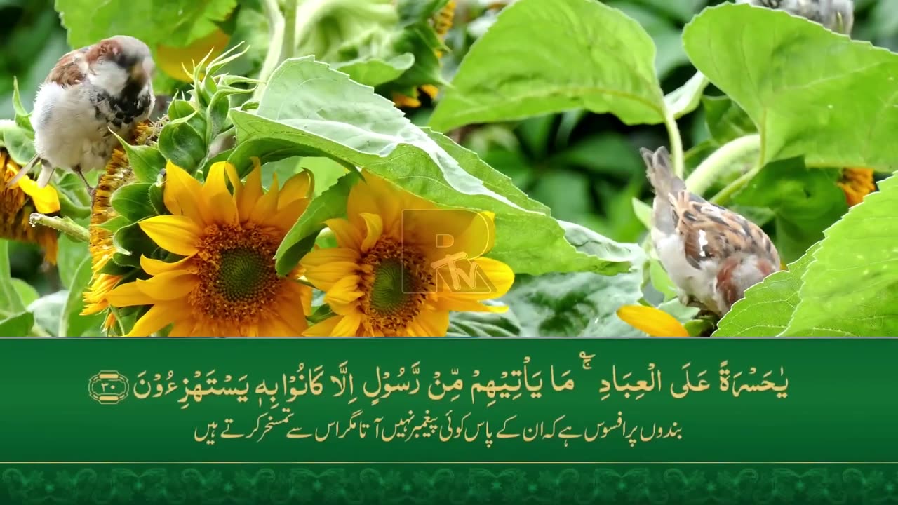 Surah Yasin with Urdu translation , سورہ یاسین اردو ترجمہ کے ساتھ