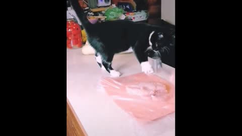 cat vs meat