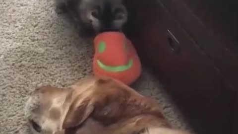 Funny cats and dog