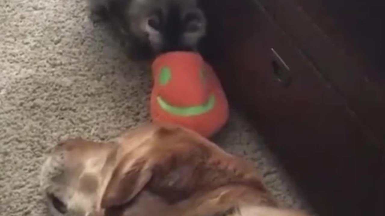 Funny cats and dog