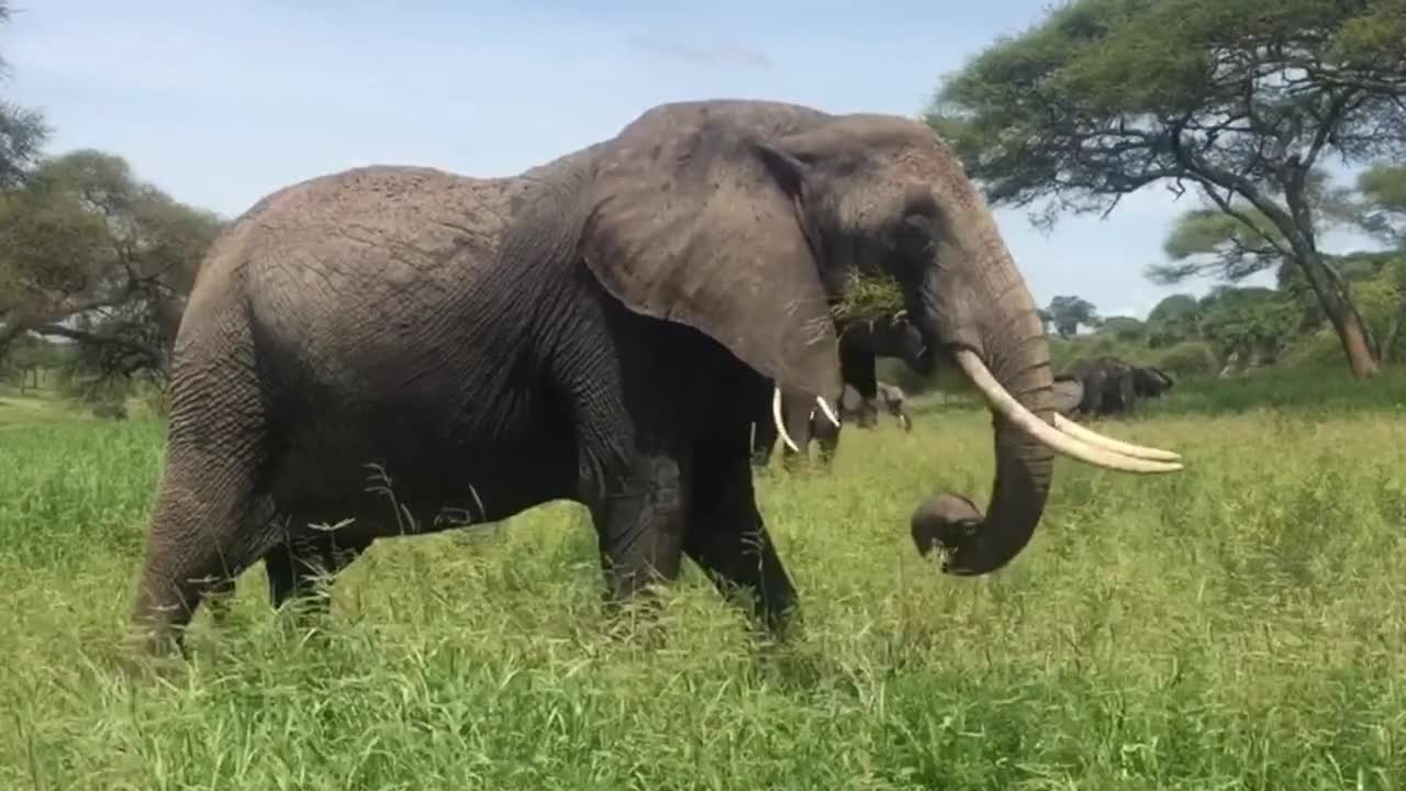 Elephant 🦣🦣🦣🦣