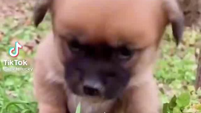Funny dog lovely kids