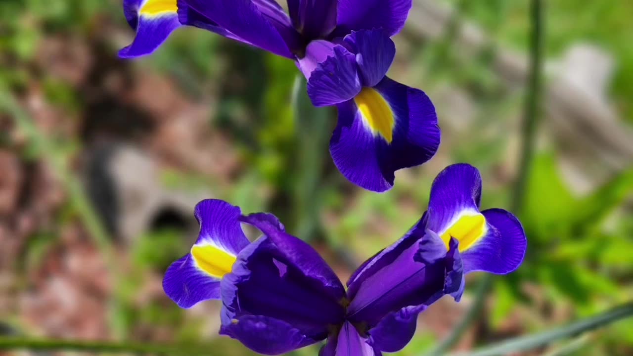 Flowers For Your Soul From Petunia