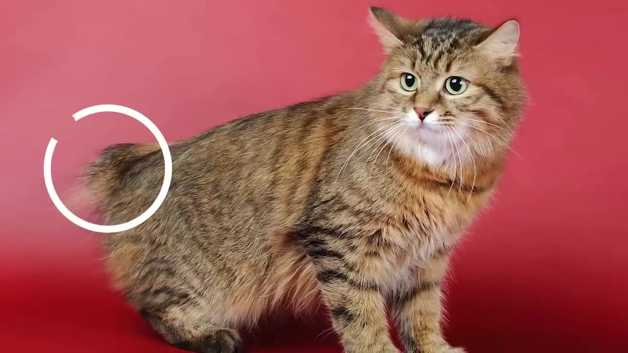 The BIGGEST CAT BREEDS In The World