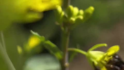 Bee Collecting Honey