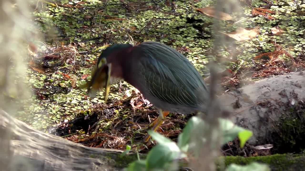 Green Heron Swallows Fish FYV