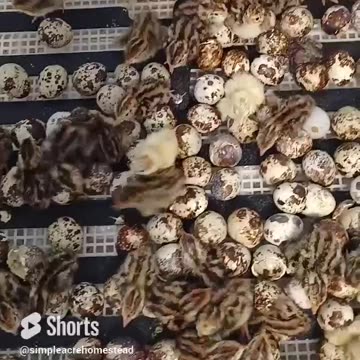 Newborn Quail Just Hatched