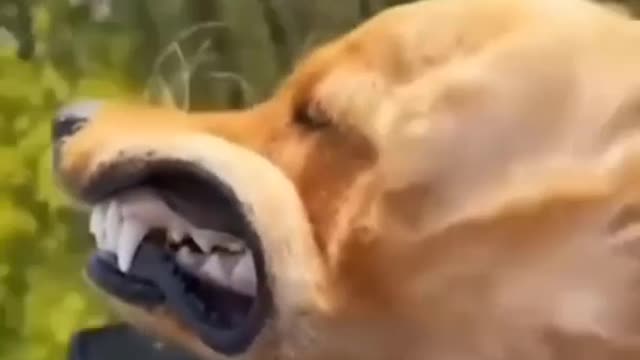 funny dog