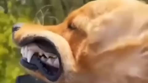 funny dog