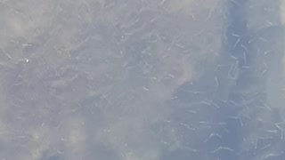 Baby minnows