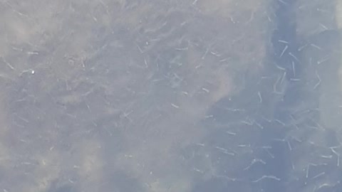 Baby minnows