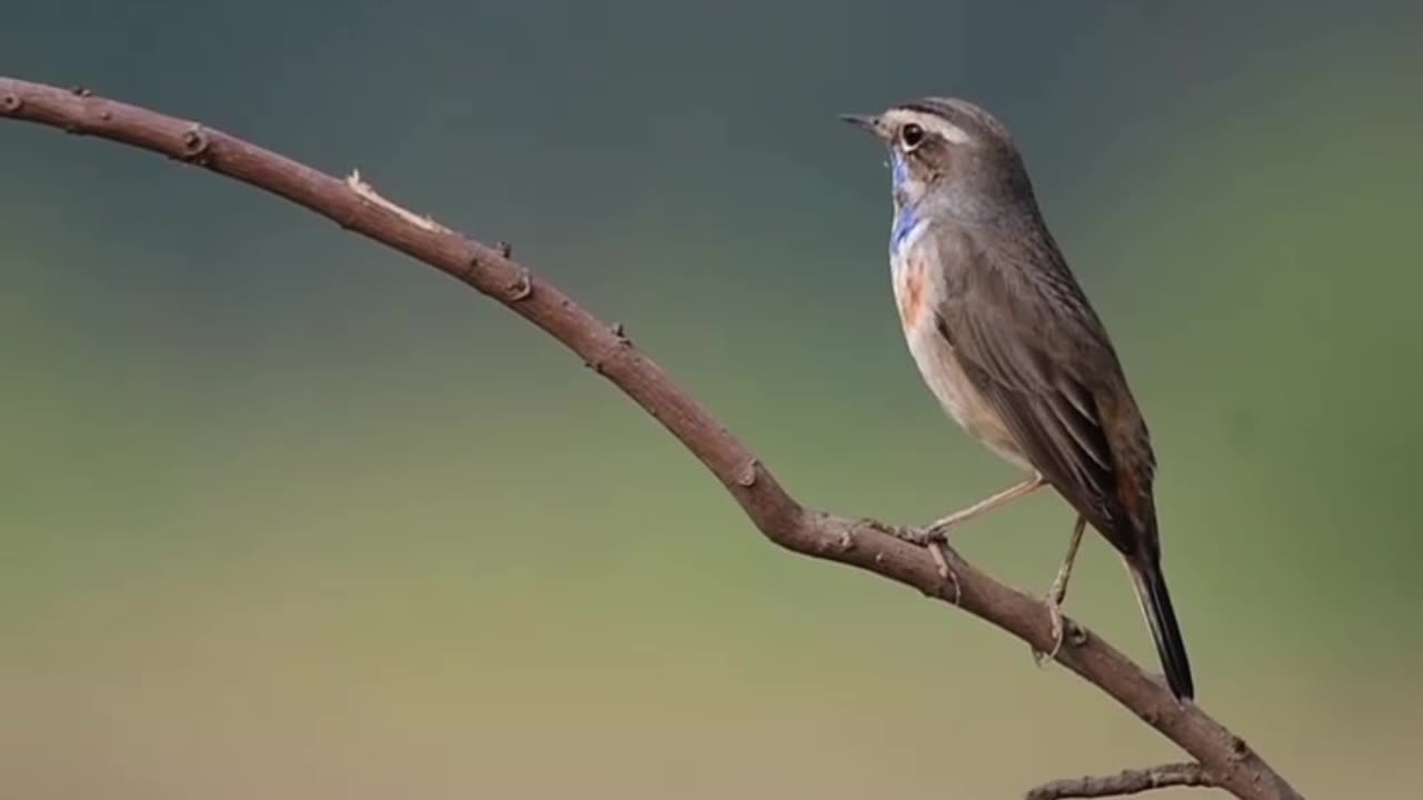 Wildlife is in closer view with a natural perspective.