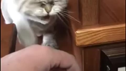 cat lol 😂