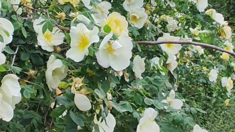 Life in a Flower Valley Gardens Harrogate Yorkshire