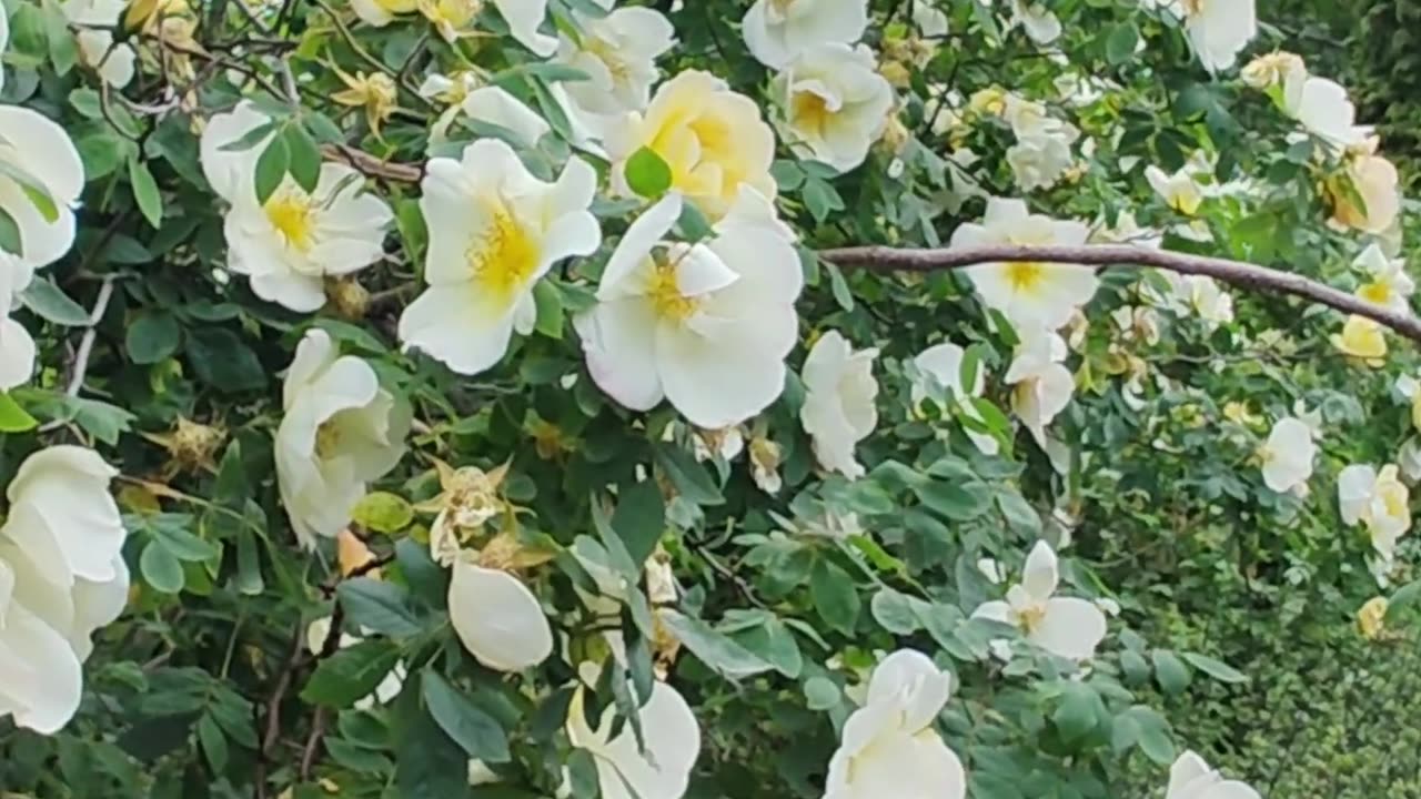 Life in a Flower Valley Gardens Harrogate Yorkshire