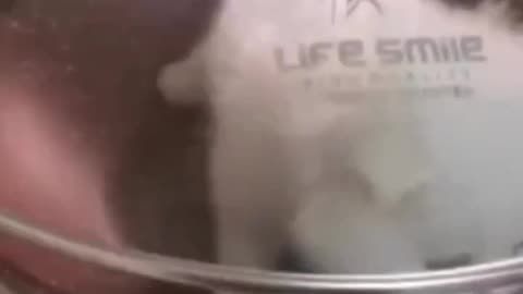 Very funny videos 🤣🐈🐱