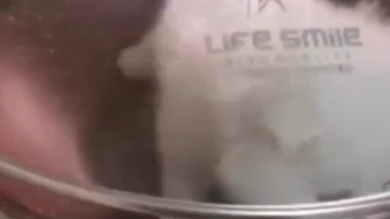 Very funny videos 🤣🐈🐱