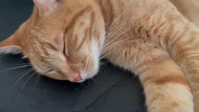 Gatos durmiendo- Cute Cats