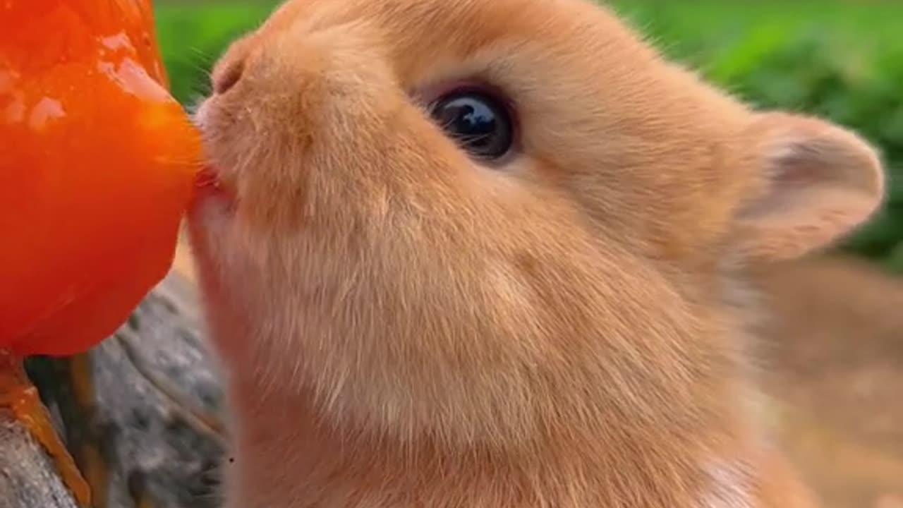 title kya likhu bhai ?..cuty bunny