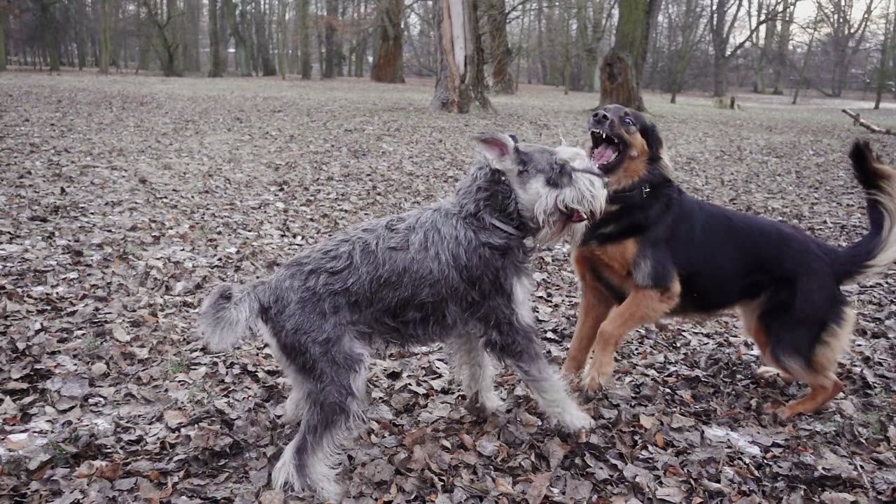 Cute dogs playing with each others.