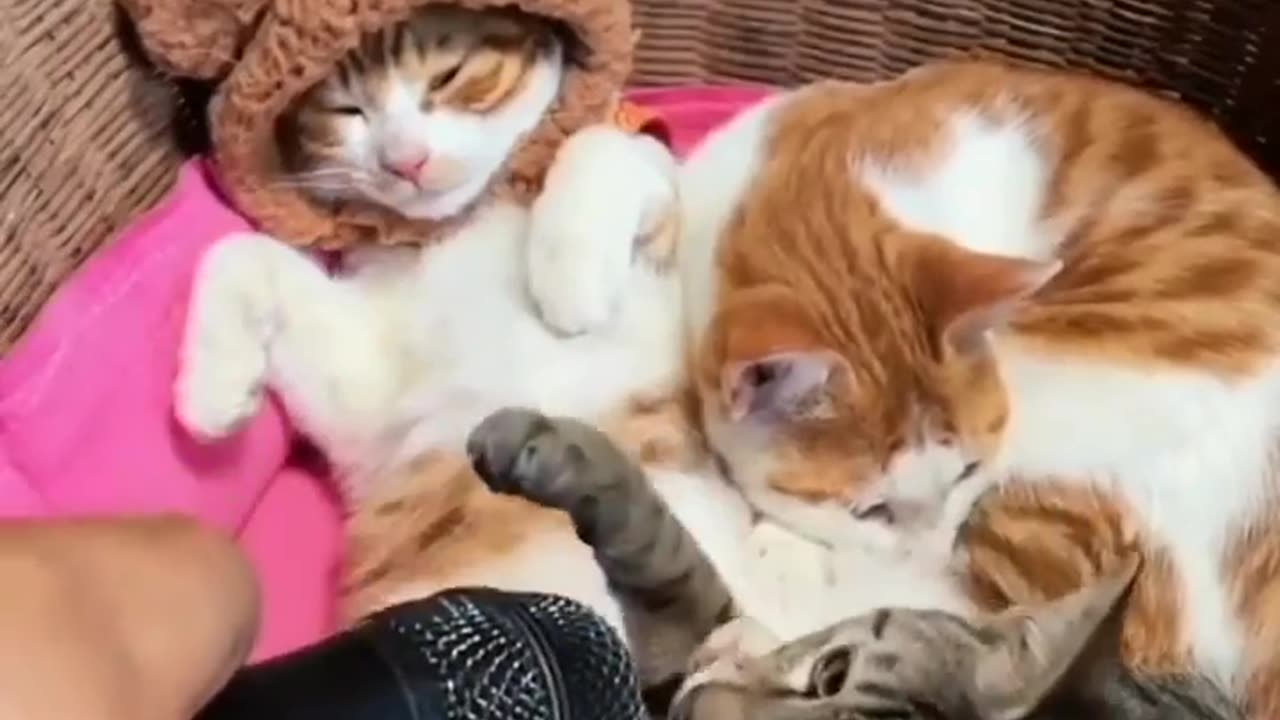 All cats are telling something in their sleep