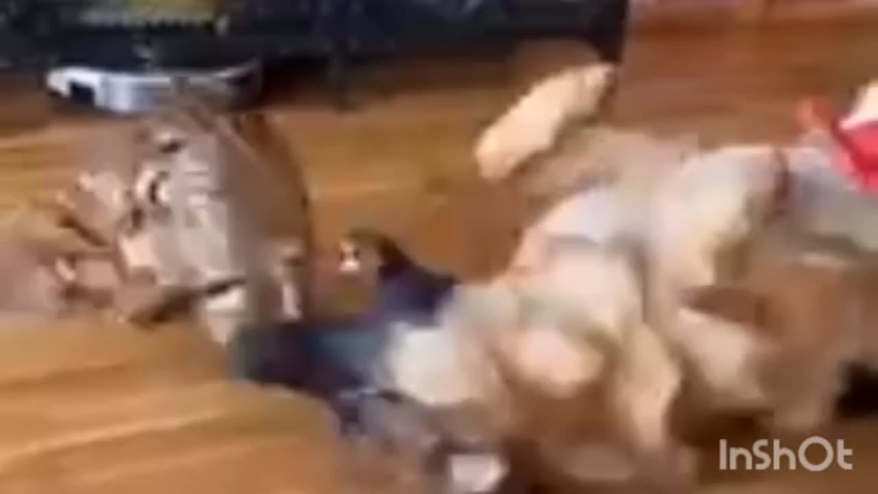 Cat_and_dogs_funny_video