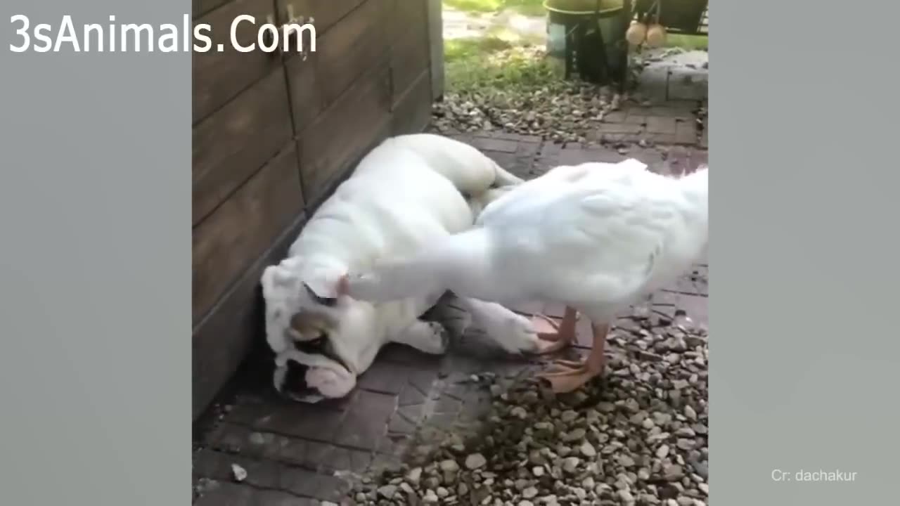 Rooster Vs Dog real fight