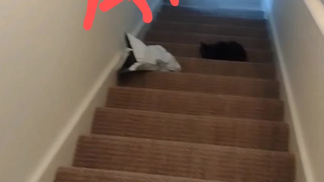 Stair cat