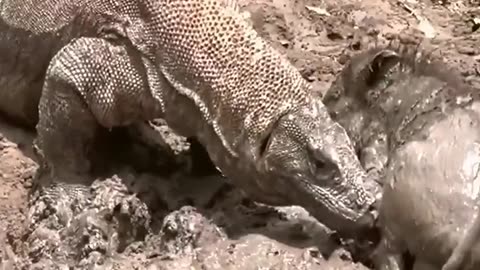 Little Warthog pushing dragon