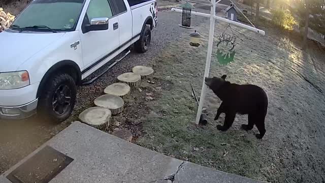 Bear Grabs Seed Snack From Bird Feeder