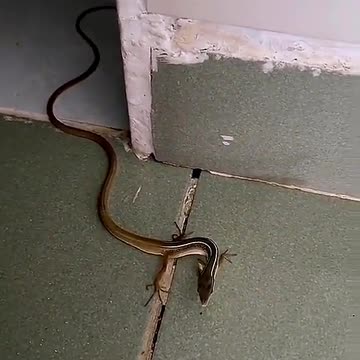 Amazing-Snake with Legs