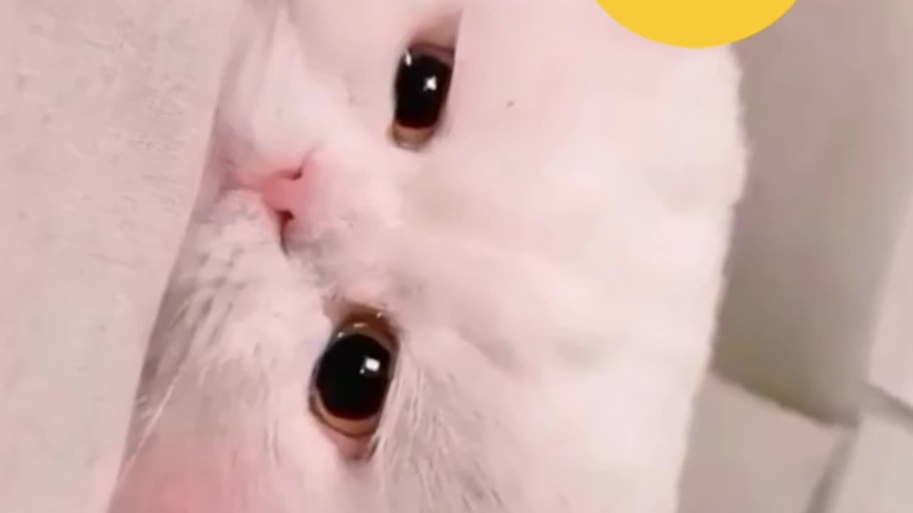 The Sweet cats Something Happy Something Happy Beautiful Beauty