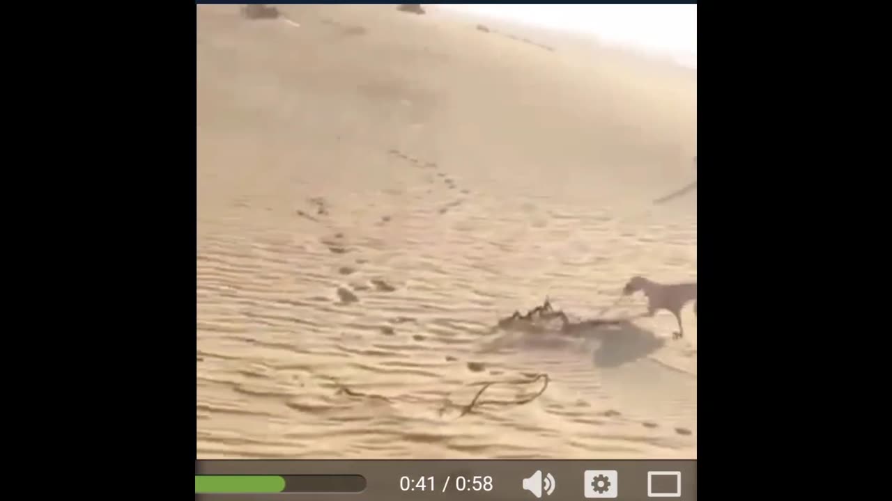 Arabian dogs Hunting deer in desert