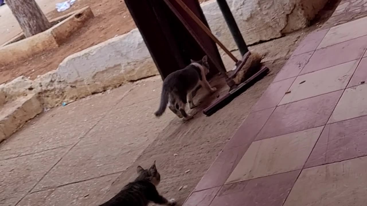 Cat pay